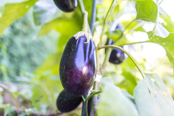 Eggplants growing — Stock Photo, Image