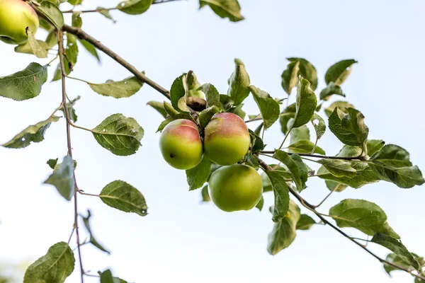 Appels op een tak — Stockfoto