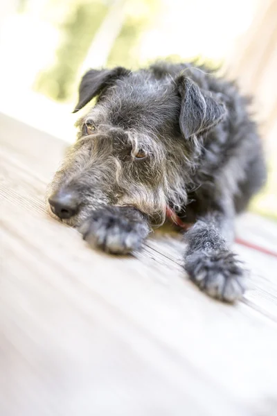 Симпатичная чёрная собака — стоковое фото