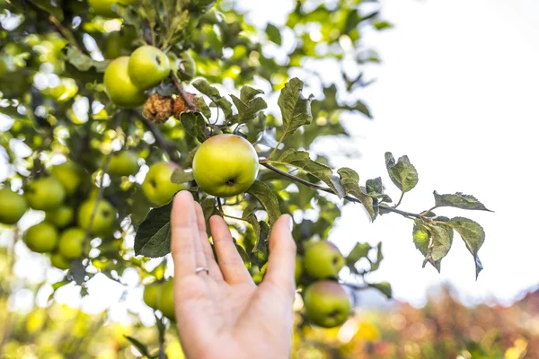 사과 수확 — 스톡 사진