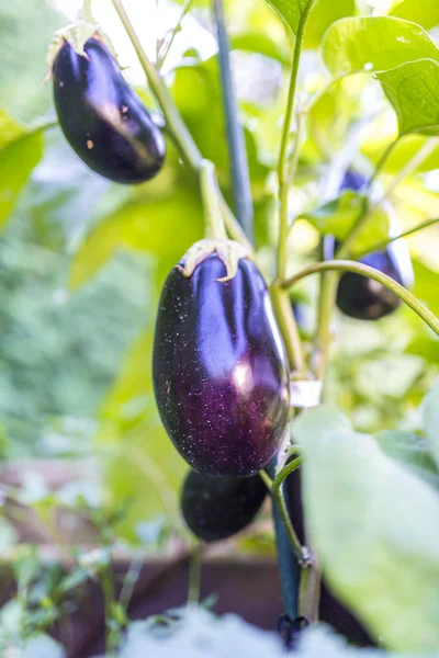 Growing eggplants — Stock Photo, Image