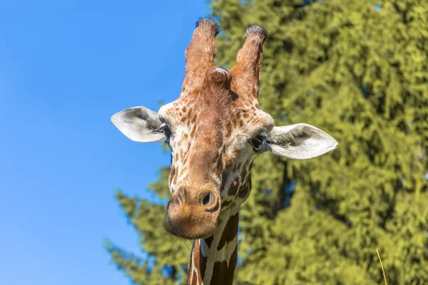 Cabeça de girafa — Fotografia de Stock