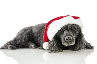 santa şapka ile siyah pudle