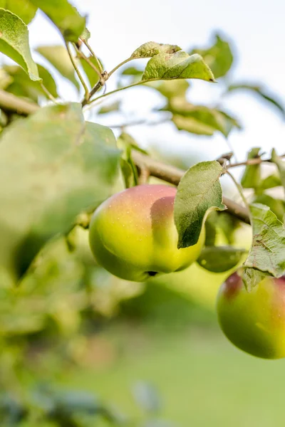 사과나무 가지 — 스톡 사진