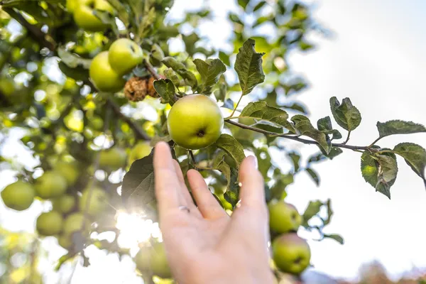 사과 수확 — 스톡 사진