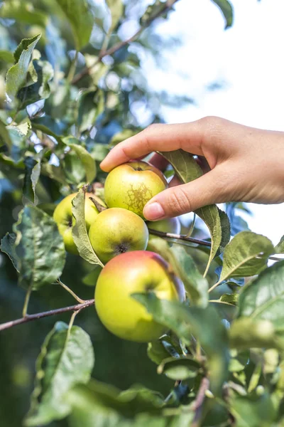 Close-up van het oogsten van appels — Stockfoto
