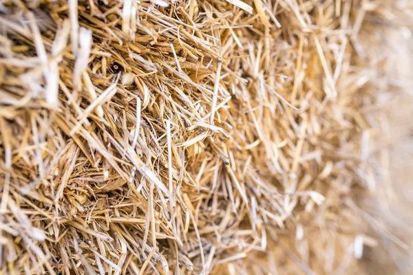 Hay — Stock Photo, Image