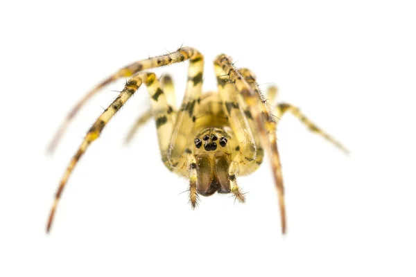 Spinne — Stockfoto