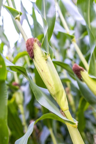 Ripening corn — Stock Photo, Image