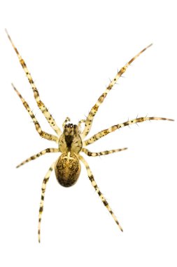 makro çekim örümcek çapraz