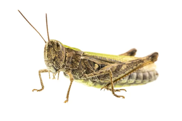 Macro shot van Grasshopper — Stockfoto
