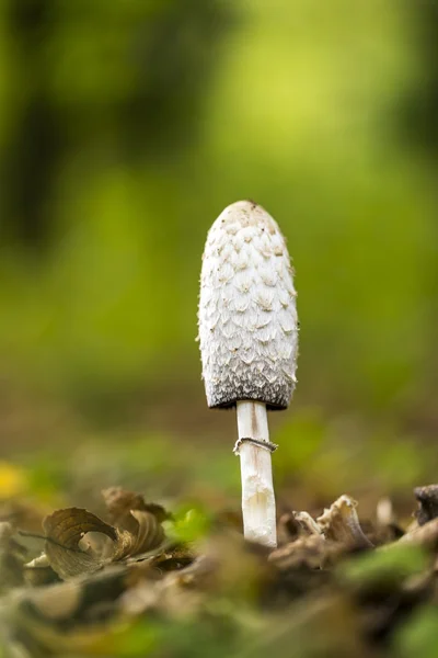 Parasol mushroom — Stock Photo, Image