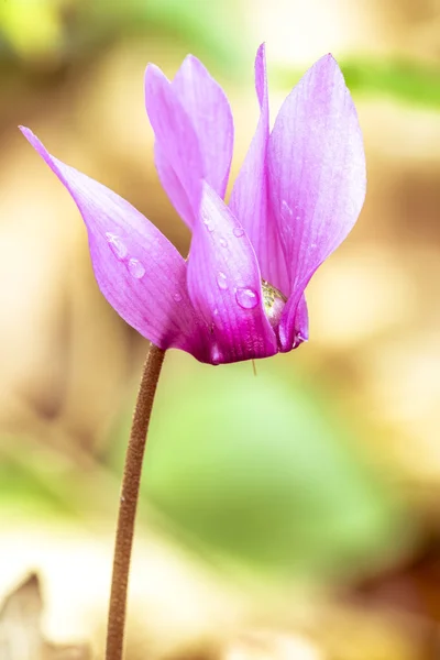 Ciclamino — Foto Stock