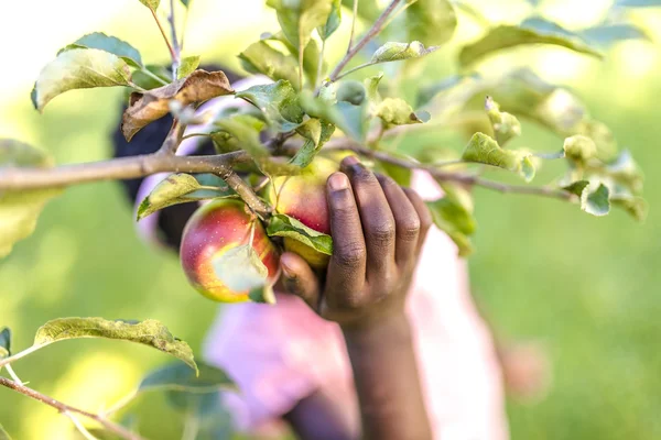 Afrikaanse meisje plukken apple — Stockfoto