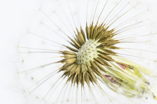 Macro shot de bulbo de semente de dente-de-leão — Fotografia de Stock