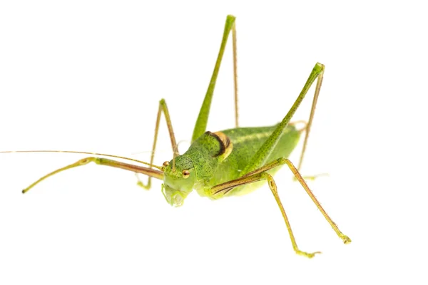 Saltamontes verdes —  Fotos de Stock