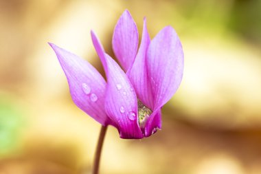 Siklamen makro çekim