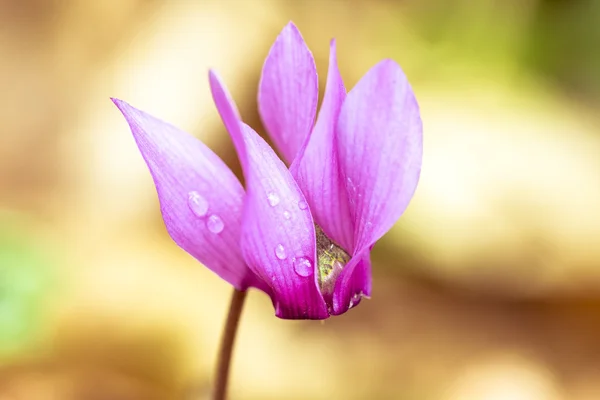 Macro shot of cyclamen — Stock Photo, Image