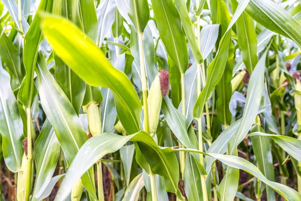 Corn field detail — Stock Photo, Image