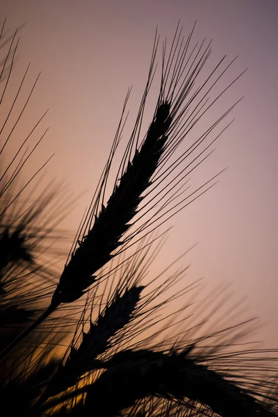 Silueta de espigas de trigo —  Fotos de Stock