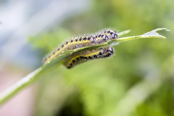 Cabbage butterfly caterpillars eating broccoli leaves — Stock Photo, Image