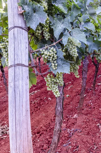 Grapes growing — Stock Photo, Image