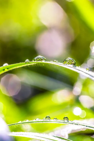 Dew drops in sunshine — Stock Photo, Image