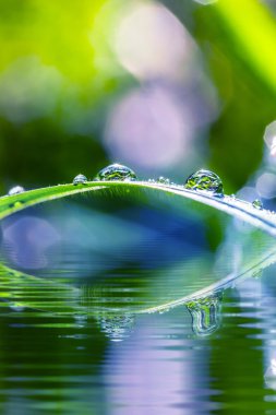 güneşli su üzerinde dewdrops ile yeşil çimen