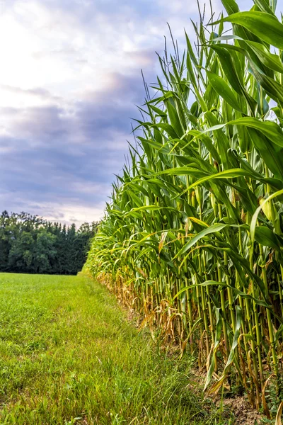 Corn field edge — Stock Photo, Image