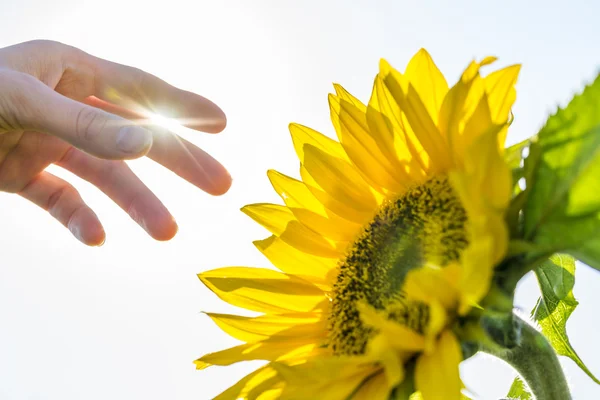Рука збирається вибрати соняшник — стокове фото