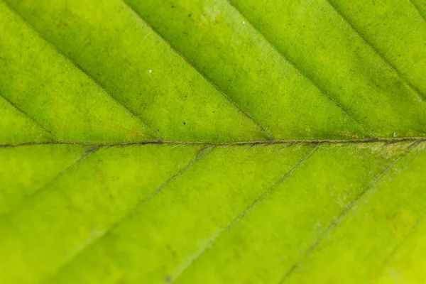 Foglia verde — Foto Stock