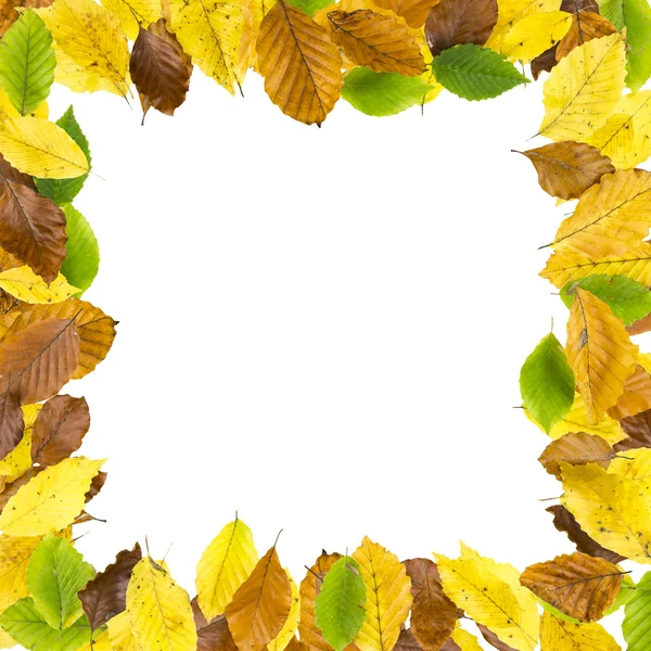 가 나뭇잎의 사각 테두리 프레임 — 스톡 사진