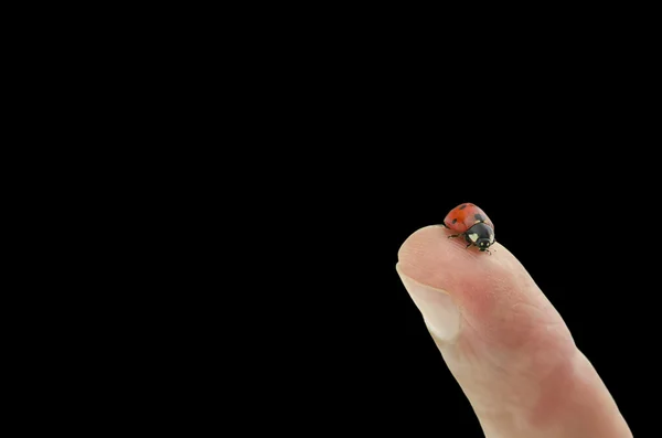 Ladybug sitting on top of male finger — Stock Photo, Image
