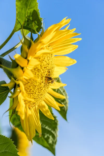 Girasole con ape miele — Foto Stock