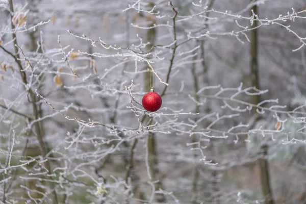 Red bauble on frozen branches — Stock Photo, Image