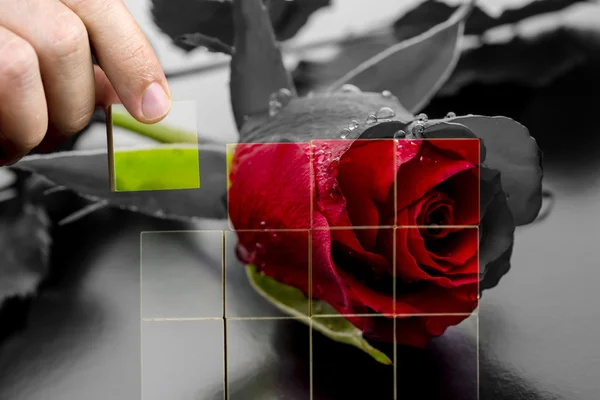 Restaurar a beleza de uma rosa vermelha — Fotografia de Stock