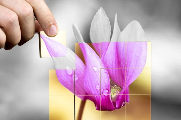 Красива квітка з пролісками роси — стокове фото