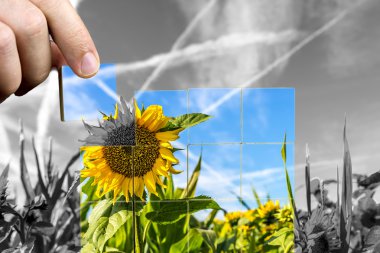 Crop of sunflowers in the field clipart