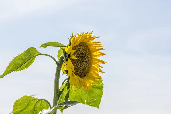 Single yellow sunflower — Stock Photo, Image