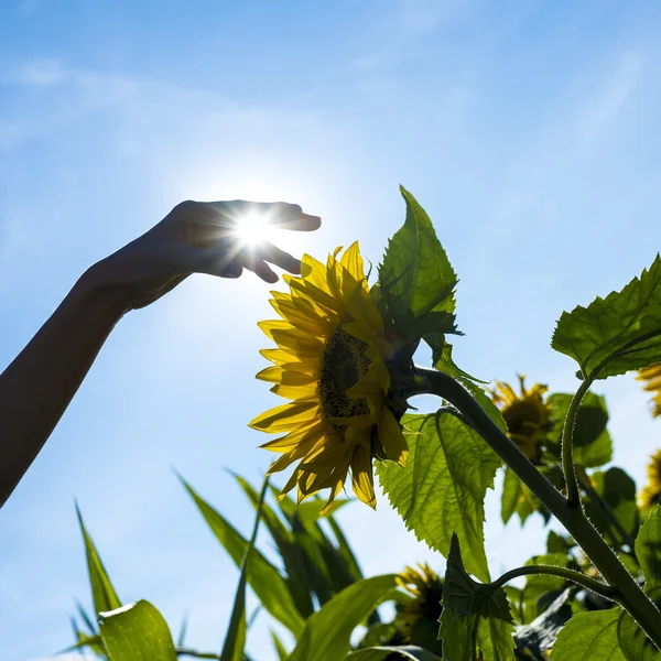 Persona tocando un girasol —  Fotos de Stock