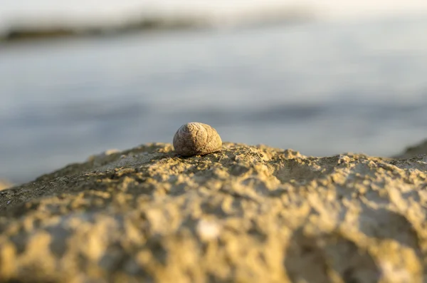 Sea snail or whelk on top of a coastal rock — Stock Photo, Image