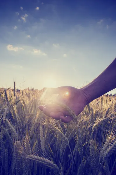 Retro-Bild einer Hand, die den Weizen über ein Feld schröpft — Stockfoto