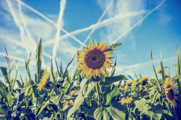 Fält av solrosor med contrails i en blå himmel — Stockfoto