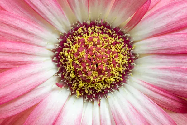 Macro detail of the centre of a pink flower — Stock Photo, Image