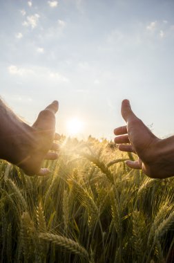 adamın elleri ile güneşin üzerinde buğday çukurluğu