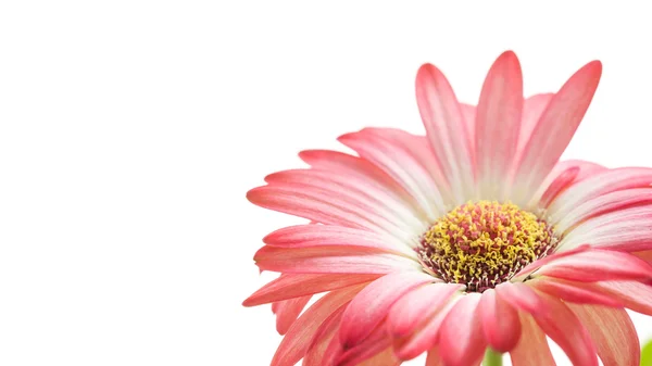 Vackra färska rosa gerbera blomma — Stockfoto