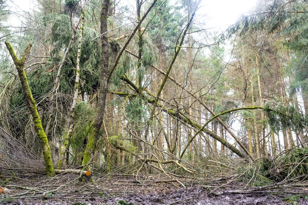 Forest with wind debris — Stock Photo, Image