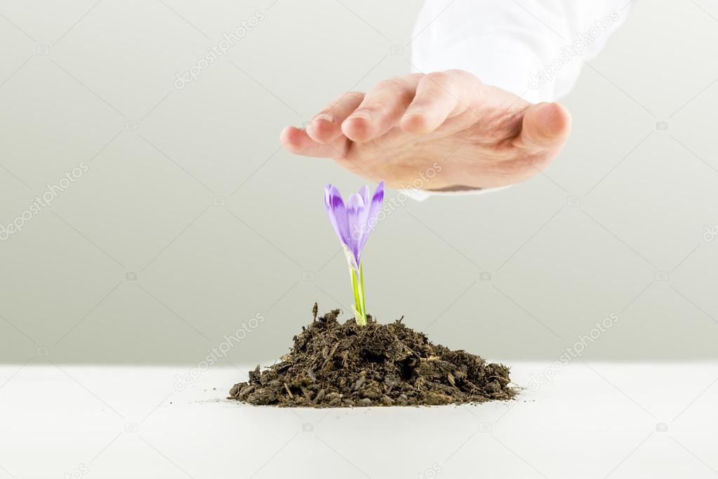 Man nurturing a freesia flower growing in earth