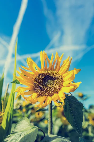 Bright fresh yellow sunflower — Stock Photo, Image