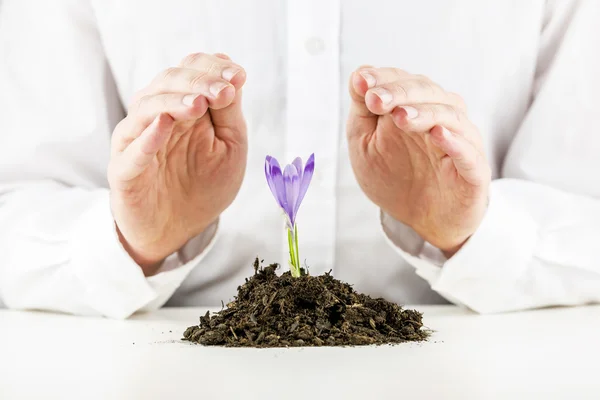 Hombre protegiendo una flor de primavera freesia —  Fotos de Stock